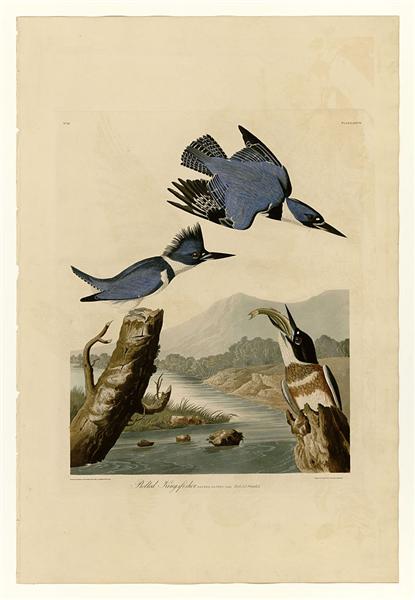 Plate 77 Belted Kingfisher by John James Audubon Naturalism Art