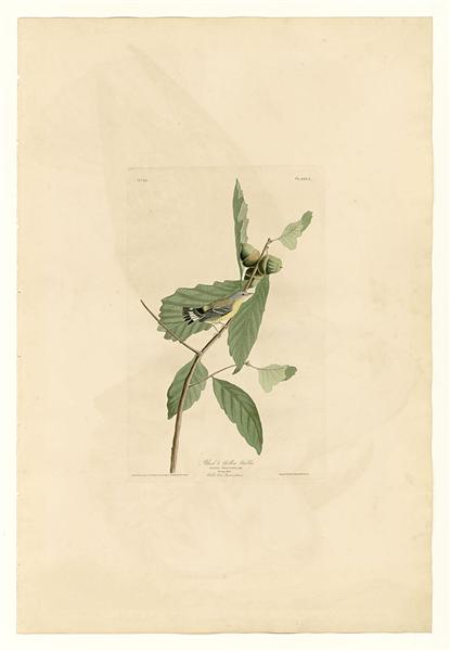 Plate 50. Black &amp; Yellow Warbler by John James Audubon Naturalism Art