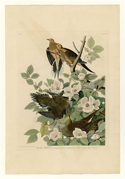 Plate 17. Carolina Turtle Dove by John James Audubon Naturalism Art