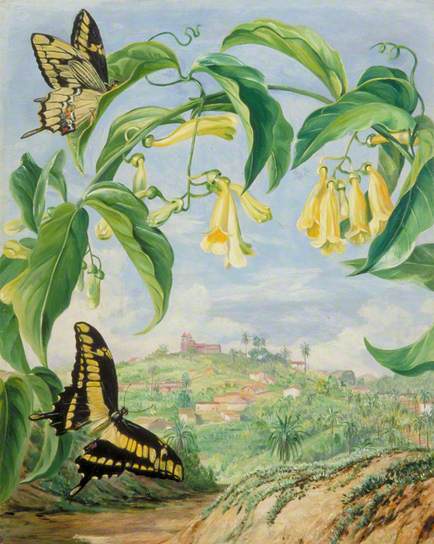 Yellow Bignonia and Swallow-Tail Butterflies with a View of Congonhas, Brazil by Marianne North Naturalism Art