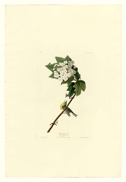 Plate 119 Yellow-throated Vireo by John James Audubon Naturalism Art