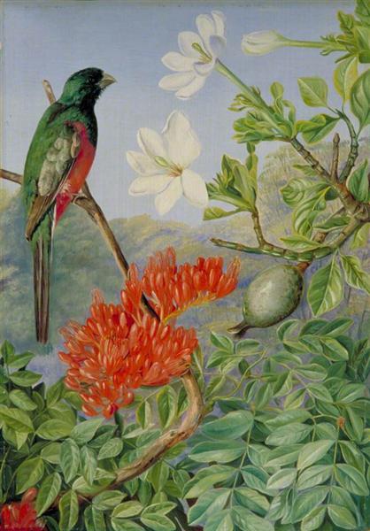 Two Flowering Shrubs of Natal and a Trogon by Marianne North Naturalism Art dated 1882