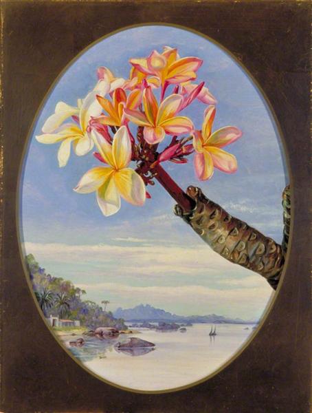 Flowers of Jasmine Mango or Frangipani, Brazil by Marianne North Naturalism Art dated 1873