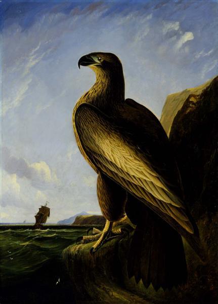 Washington Sea Eagle by John James Audubon Naturalism Art dated 1839