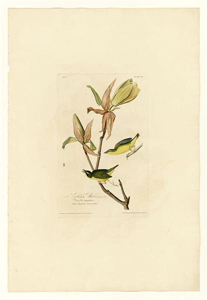 Plate 38. Kentucky Warbler by John James Audubon Naturalism Art