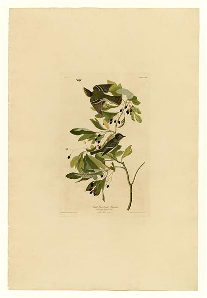 Plate 144 Small Green Crested Flycatcher by John James Audubon Naturalism Art