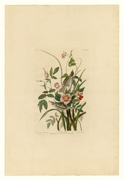 Plate 93 Sea-side Finch by John James Audubon Naturalism Art