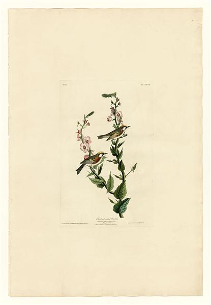 Plate 59. Chestnut-sided Warbler by John James Audubon Naturalism Art