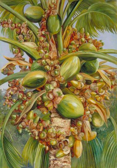 Female Coco de Mer Bearing Fruit Covered with Small Green Lizards by Marianne North Naturalism Art