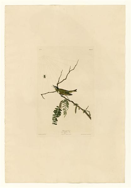 Plate 150 Red-eyed Vireo by John James Audubon Naturalism Art