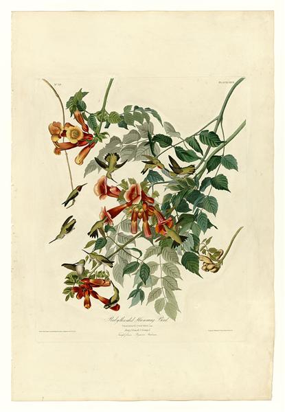 Plate 47. Ruby-throated Humming Bird by John James Audubon Naturalism Art