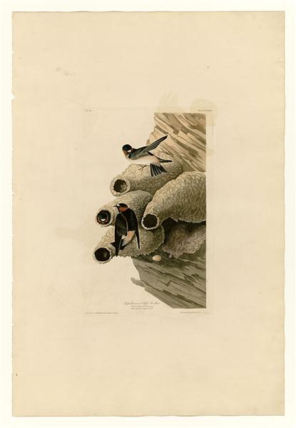 Plate 68 Republican or Cliff Swallow by John James Audubon Naturalism Art