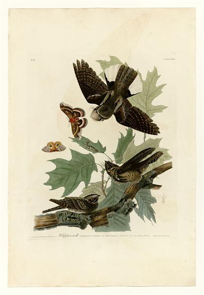 Plate 82 Whip-poor-will by John James Audubon Naturalism Art