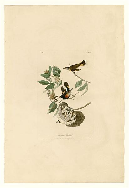 Plate 40. American Redstart by John James Audubon Naturalism Art