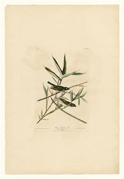 Plate 28. Solitary Flycatcher or Vireo by John James Audubon Naturalism Art