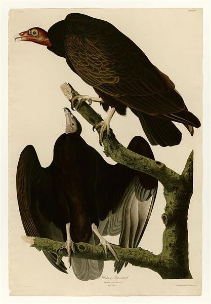 Plate 151 Turkey Buzzard by John James Audubon Naturalism Art