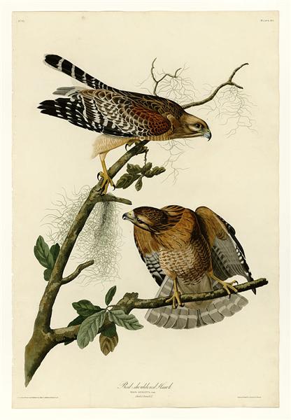 Plate 56. Red-shouldered Hawk by John James Audubon Naturalism Art