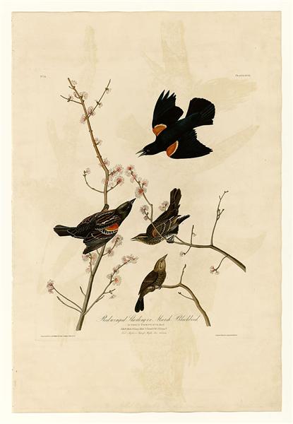 Plate 67 Red-winged Starling or Marsh Blackbird by John James Audubon Naturalism Art