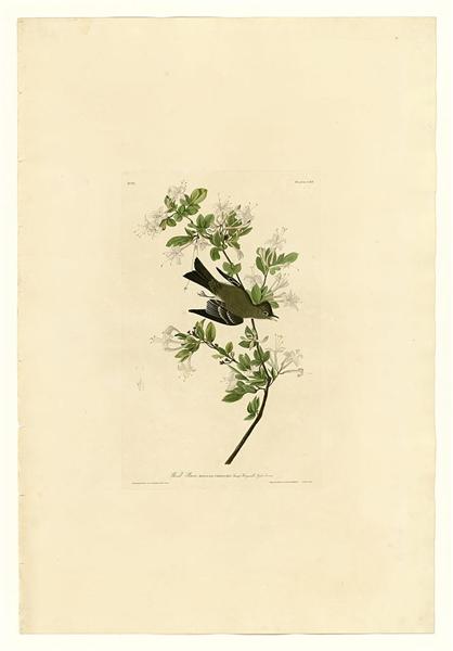 Plate 115 Wood Pewee by John James Audubon Naturalism Art