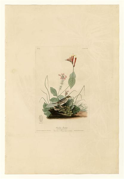 Plate 70 Henslow&#39;s Bunting by John James Audubon Naturalism Art