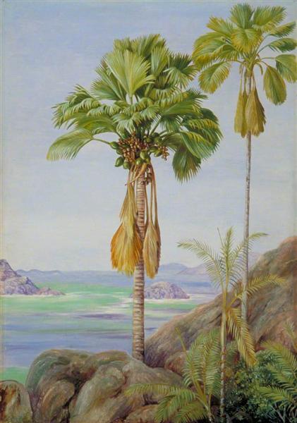 Male and Female Trees of the Coco de Mer in Praslin by Marianne North Naturalism Art dated 1883