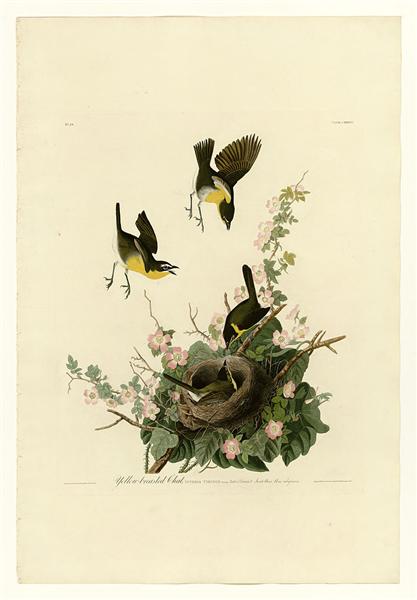 Plate 137 Yellow-breasted Chat by John James Audubon Naturalism Art