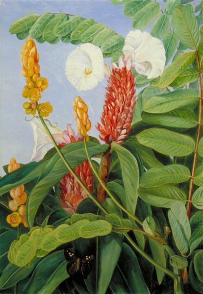 Two Swamp Plants of Java in Flower by Marianne North Naturalism Art dated 1876