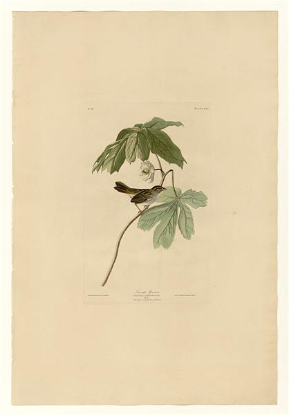 Plate 64 Swamp Sparrow by John James Audubon Naturalism Art