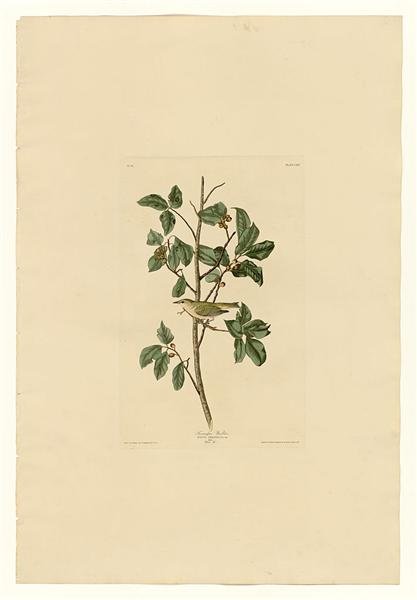 Plate 154 Tennessee Warbler by John James Audubon Naturalism Art