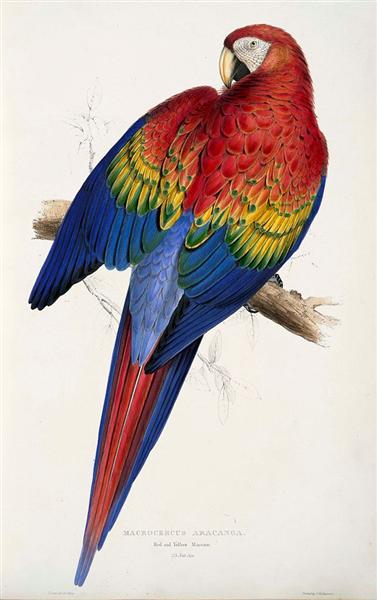 Macrocercus aracanga (Ara macao) by Edward Lear Naturalism Art