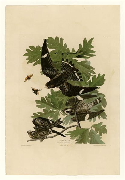 Plate 147 Night Hawk by John James Audubon Naturalism Art