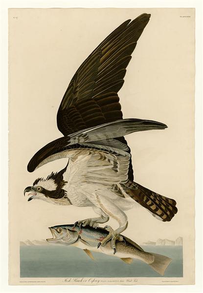 Plate 81 Fish Hawk or Osprey by John James Audubon Naturalism Art