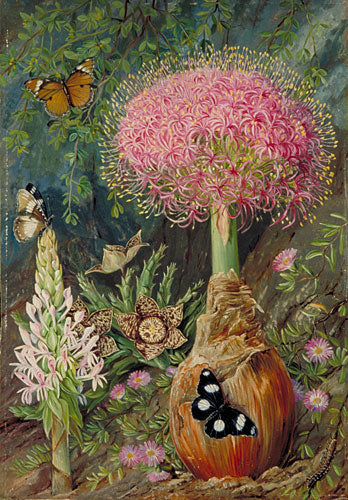 Buphane toxicara and other Flowers of Grahamstown by Marianne North Naturalism Art