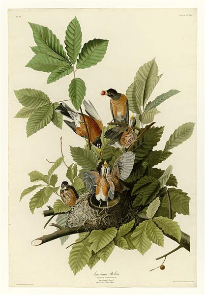 Plate 131 American Robin by John James Audubon Naturalism Art