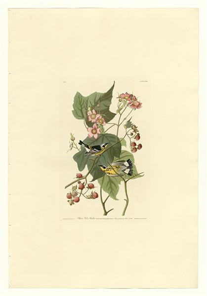 Plate 123 Black &amp; Yellow Warblers by John James Audubon Naturalism Art