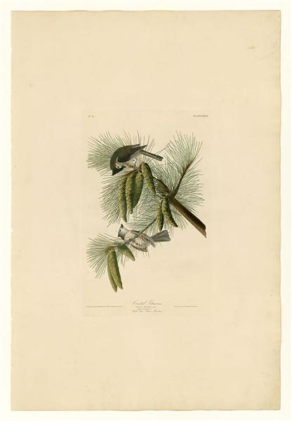 Plate 39. Crested Titmouse by John James Audubon Naturalism Art