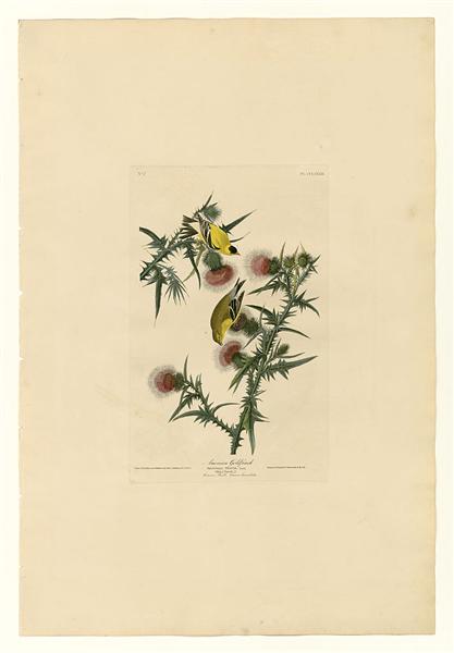 Plate 33. American Goldfinch by John James Audubon Naturalism Art