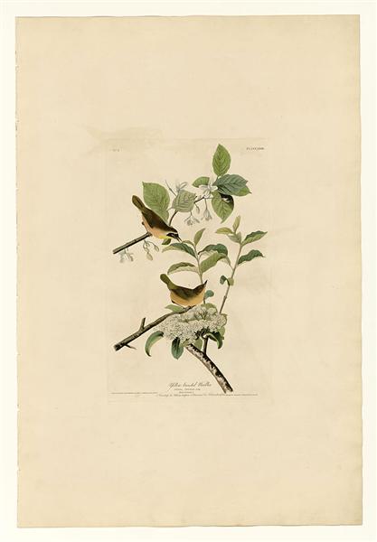 Plate 23. Yellow-breasted Warbler by John James Audubon Naturalism Art