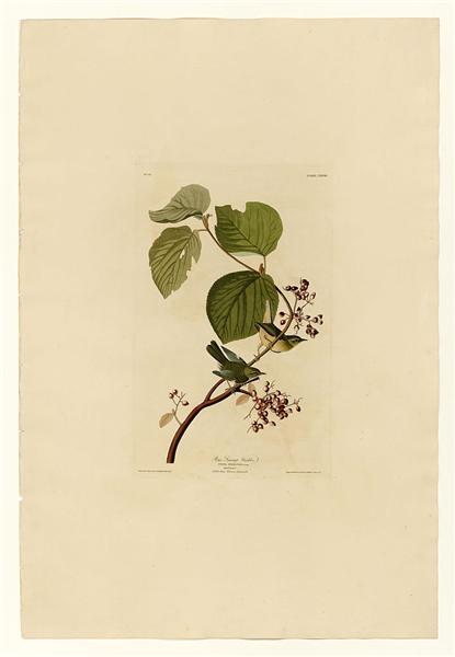 Plate 148 Pine Swamp Warbler by John James Audubon Naturalism Art