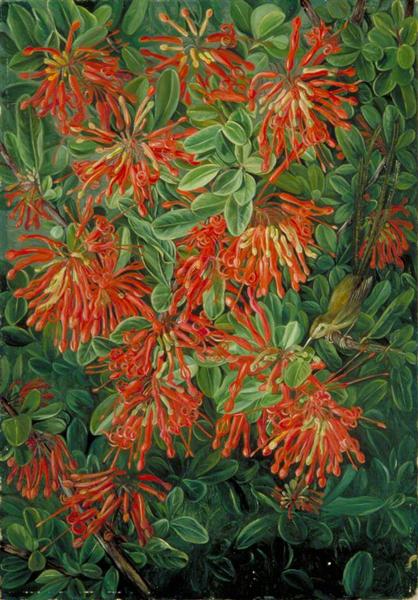 Burning Bush and Emu Wren of Chili by Marianne North Naturalism Art dated 1880