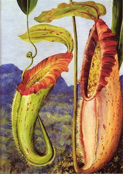 Nepenthes northiana by Marianne North Naturalism Art dated 1876