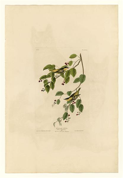 Plate 60. Carbonated Warbler by John James Audubon Naturalism Art