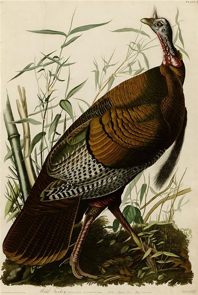 Plate 1. Wild Turkey by John James Audubon Naturalism Art