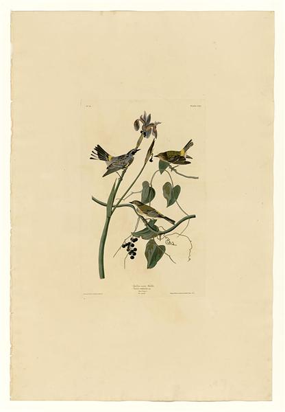 Plate 153 Yellow-crown Warbler by John James Audubon Naturalism Art