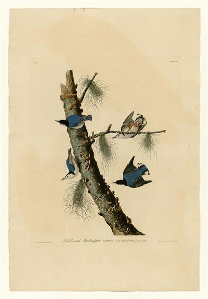 Plate 152 White-breasted Black-capped Nuthatch by John James Audubon Naturalism Art