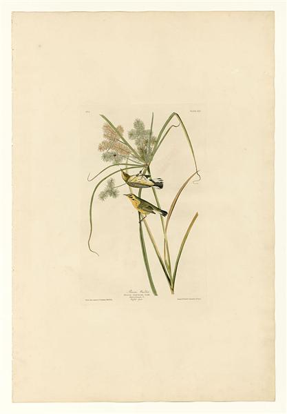 Plate 14. Prairie Warbler by John James Audubon Naturalism Art