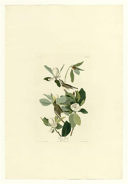 Plate 118 Warbling Flycatcher by John James Audubon Naturalism Art