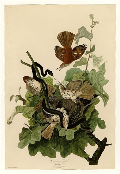 Plate 116 Ferruginous Thrush by John James Audubon Naturalism Art