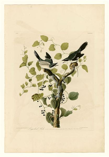 Plate 57. Loggerhead Shrike by John James Audubon Naturalism Art