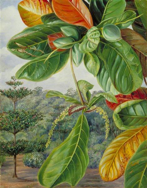 Indian Almond by Marianne North Naturalism Art dated 1870